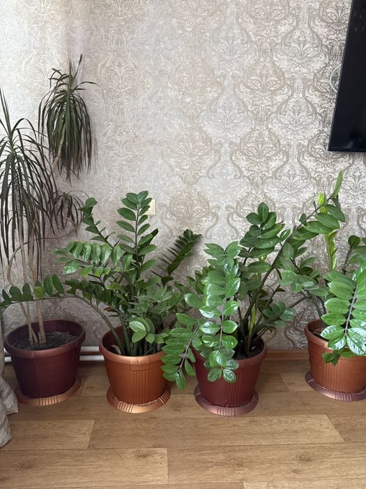 Продается комнатные цветы