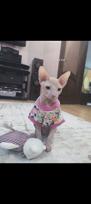 Сфинкс Питерболд