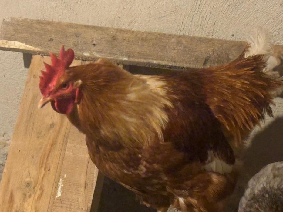 Продажа Петуха,Курицу