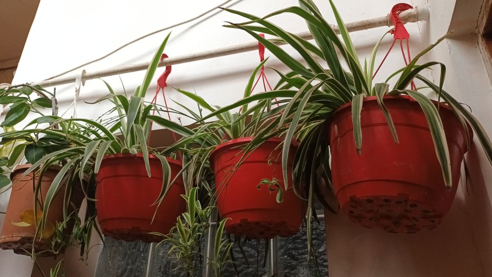 Plante de apartament