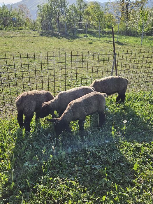 Berbecuti suffolk  6luni  ,la vanzare