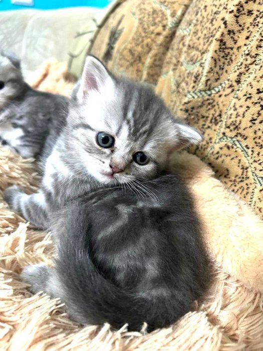 Котята Шотландские  !