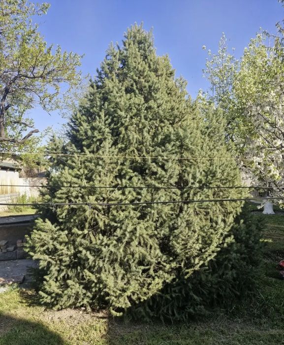 Продам 2 здоровые ели.