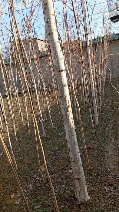 Beroza kochat daraxtlar