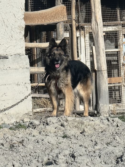 Уч йош ва соглом