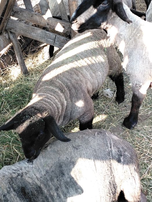 De vânzare doi berbecuți suffolk