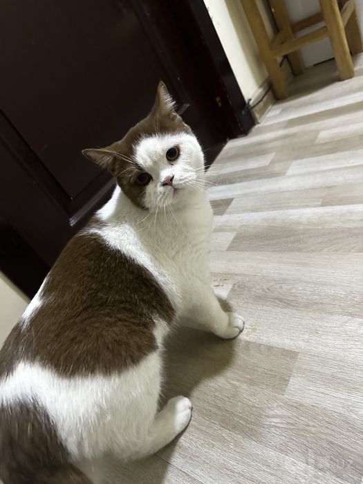 Продаю британскую короткошёрстную кошку