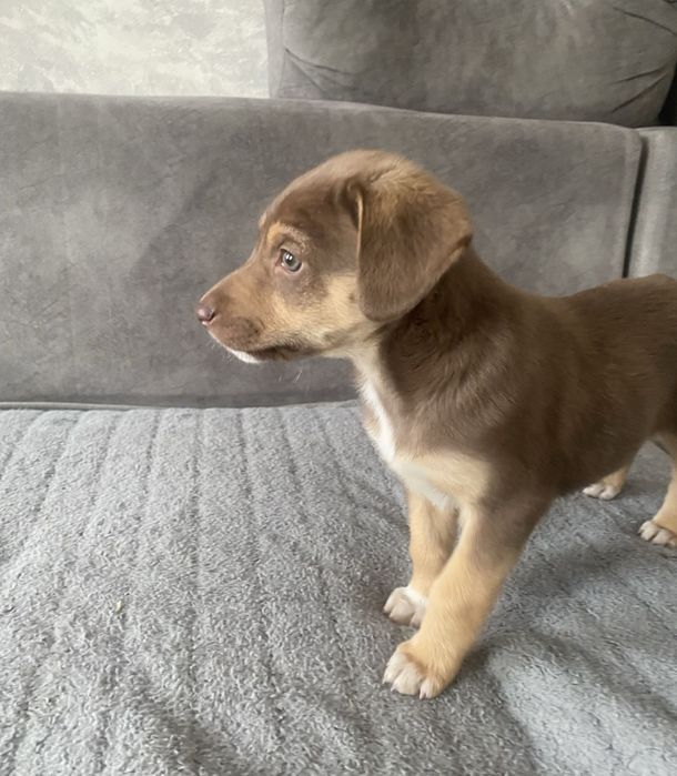 Щенок девочка помесь