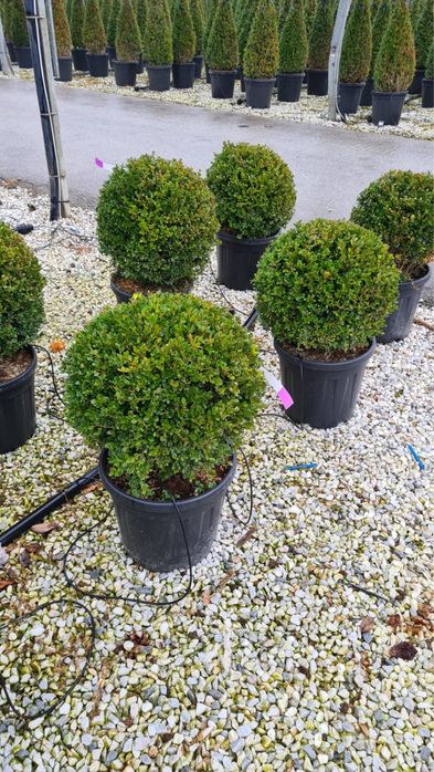 Vand buxus con si glob