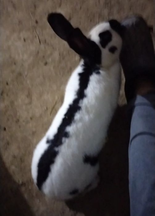 Продаются крольчата