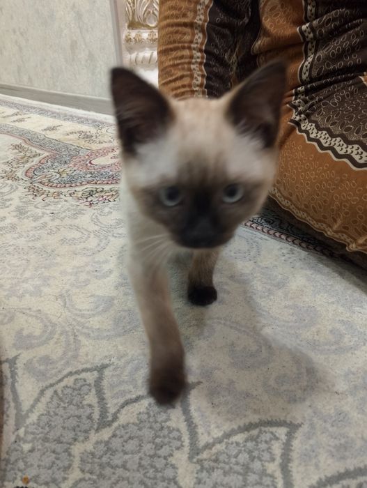 Sima mushugi 3 oylik