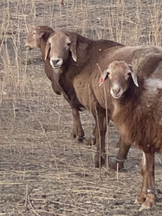 Продам Қошқаров порода Гисар.