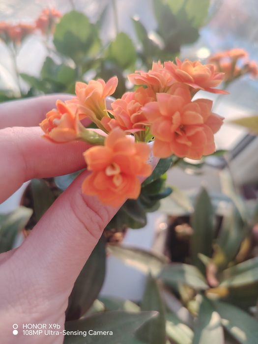 Продам комнатные растения