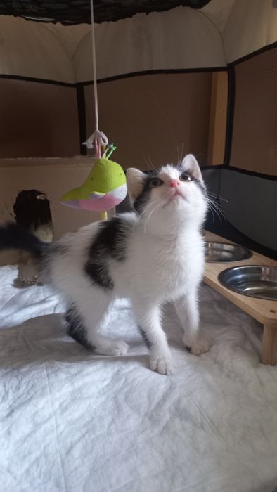 Котёнок мальчик.  В заботливые руки
