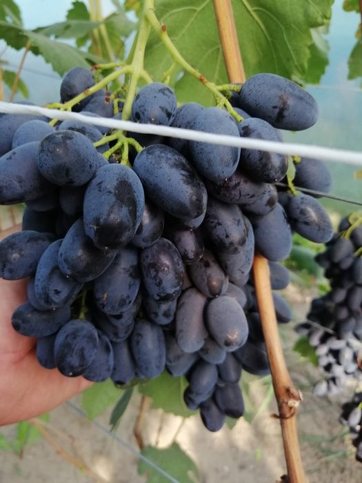 Vita de vie soiuri de colectie