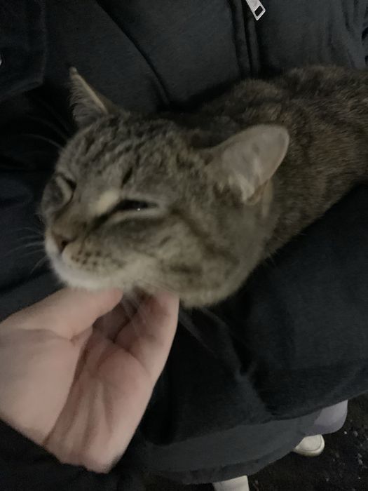 Кошка в добрые руки