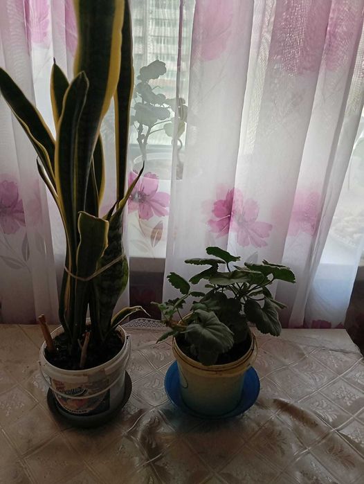 Продам цветы комнатные