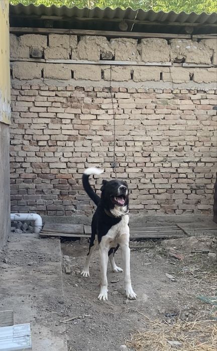 Маладой сатылады