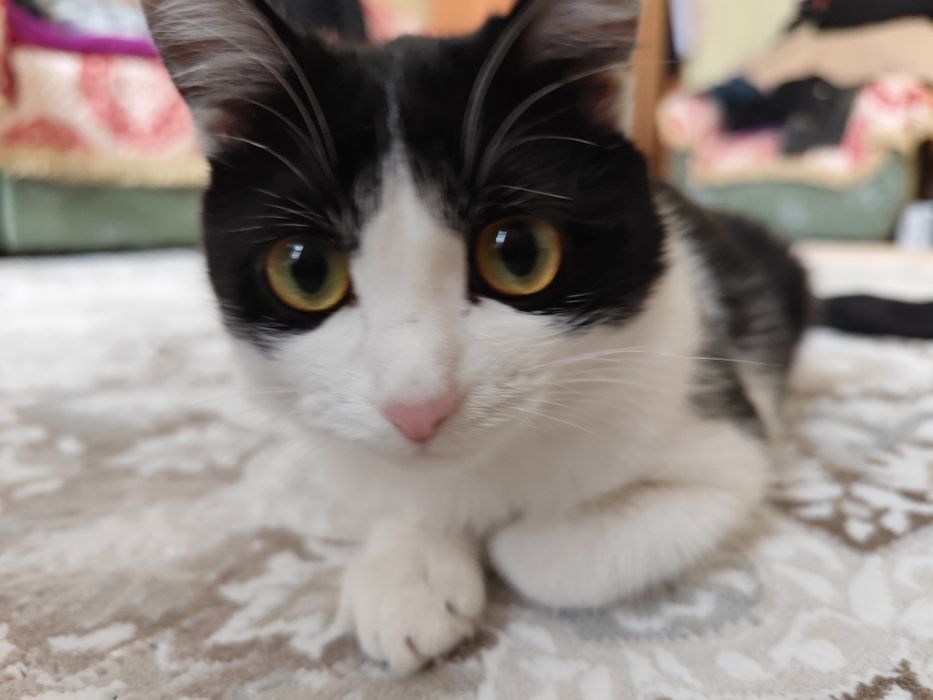 Отдам кота в хорошие руки