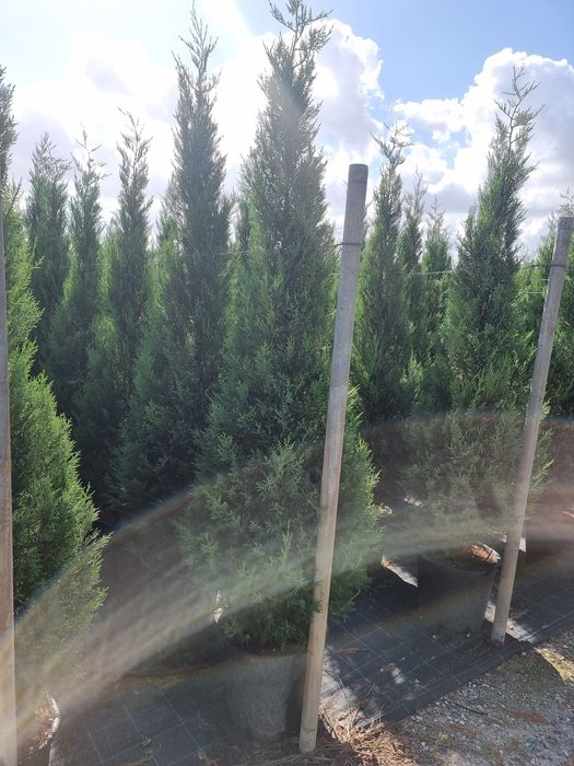 Tuia leylandi de la 1.3 m la 3 m