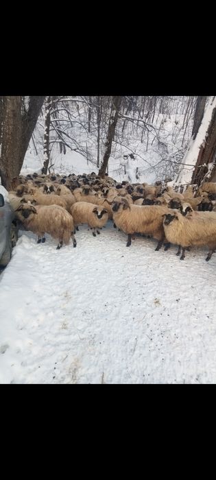 Vând 150 oi cu miei