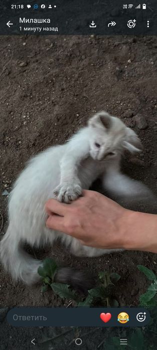 Которебенок ищет добрую мамочку. Помогите ребятёнку