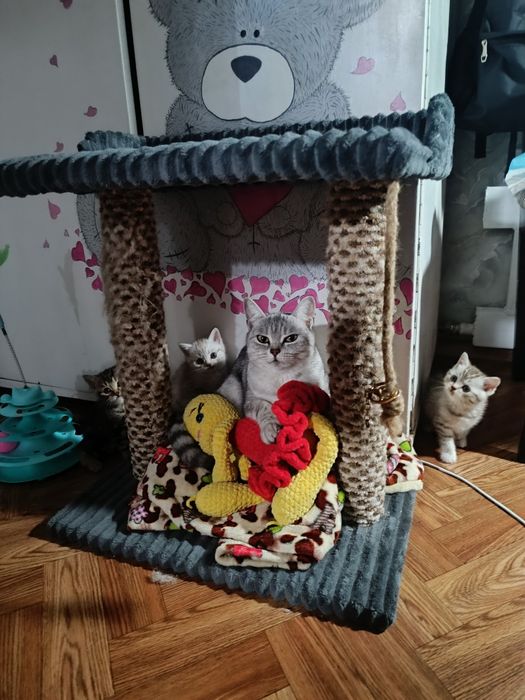 Шотландские котята мальчики