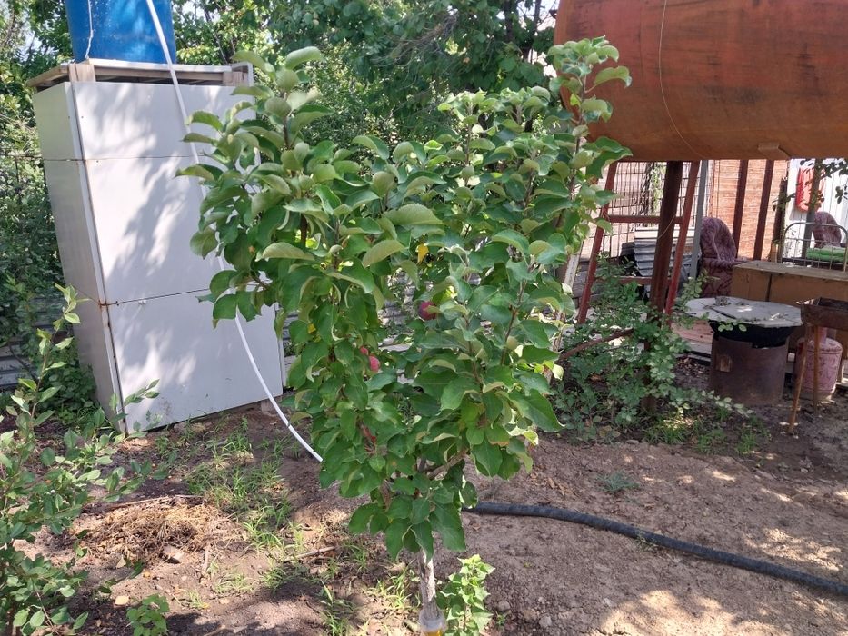 Дача Бугаках с охраной.