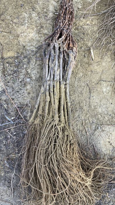 Butasi vita de vie altoita anul 2