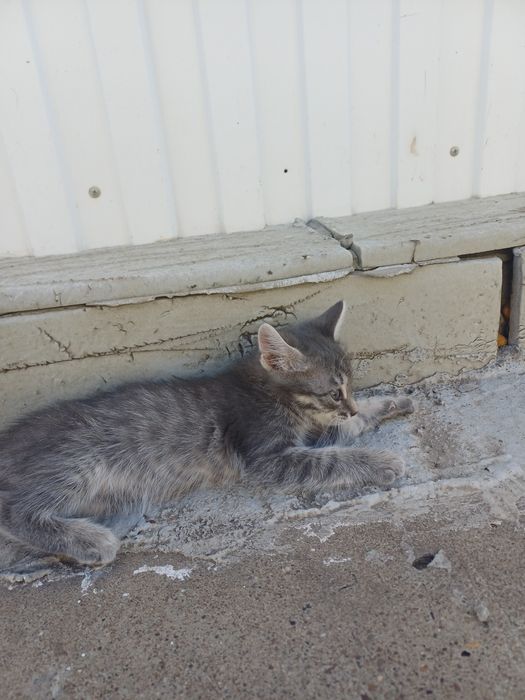 Отдам в добрые руки котят
