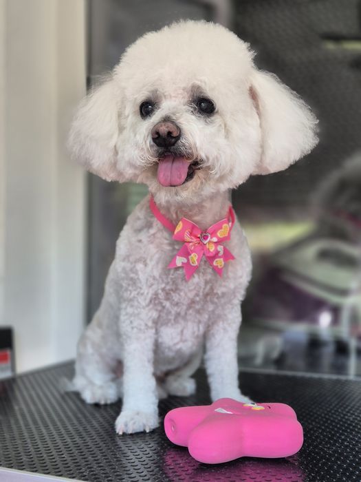 Frizerie canina Constanta