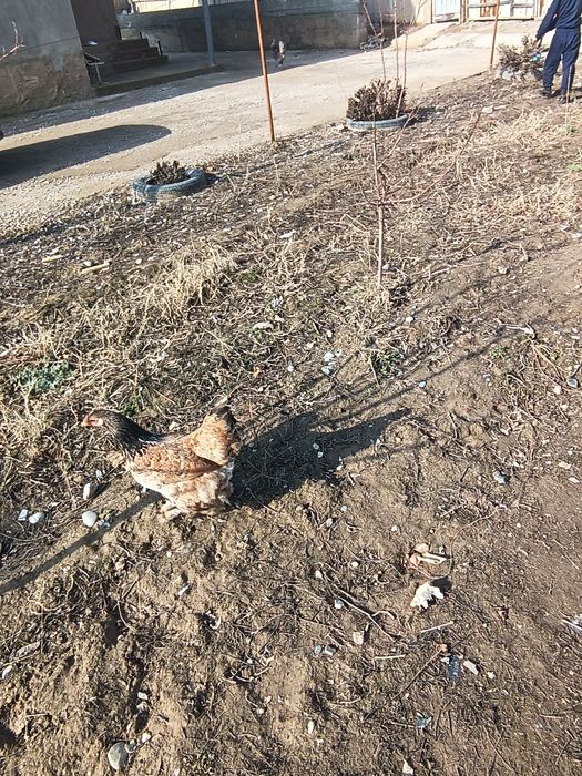 Домашний Тауықтар сатылады