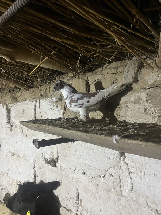 Голуби двух Чубы