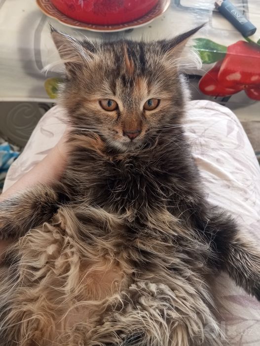 Сибирские котьята