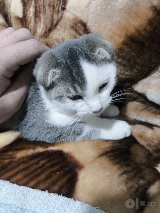 Scottish fold malchik