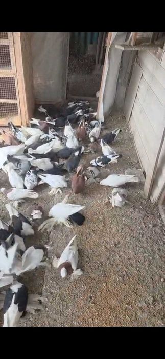 Продам голубей дешево