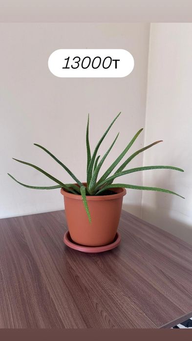 Үй гүлдері сатылады