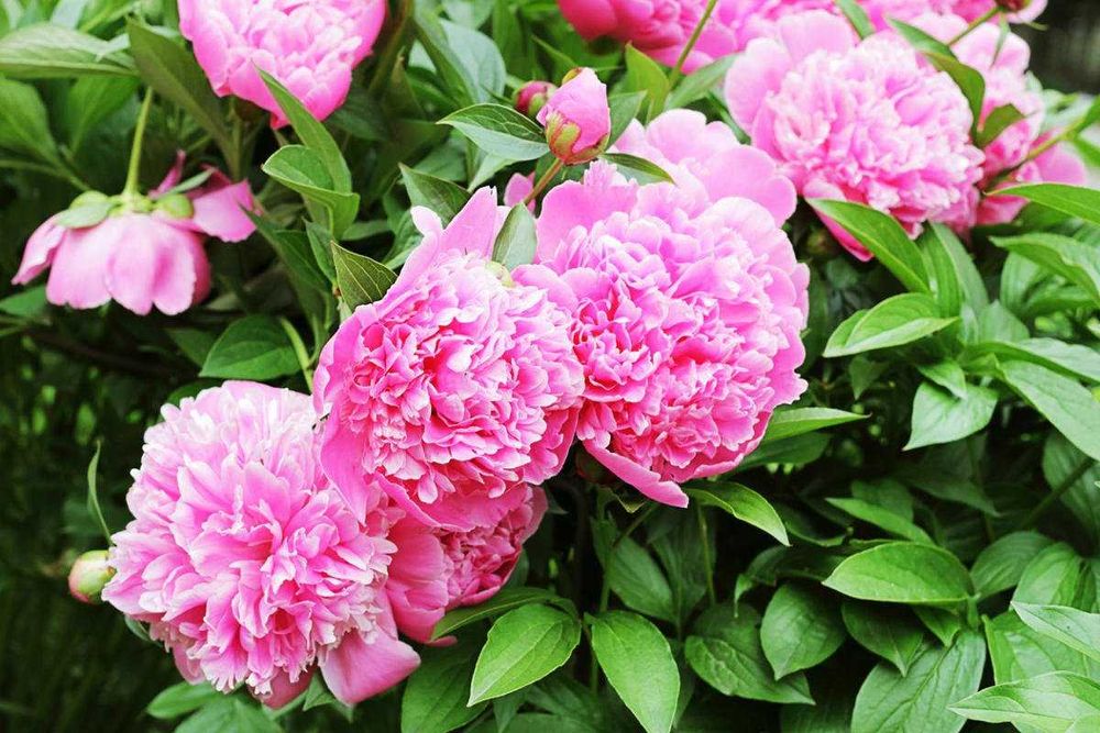 Продам розовые пионы