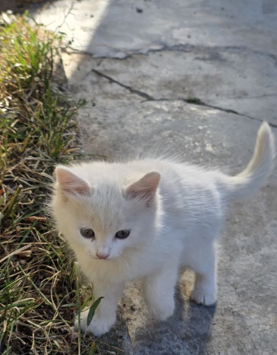 Коте на 2 месеца  Турска ангорска