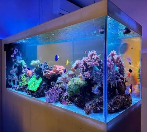 Dengiz akvariumlari tòplami sotiladi