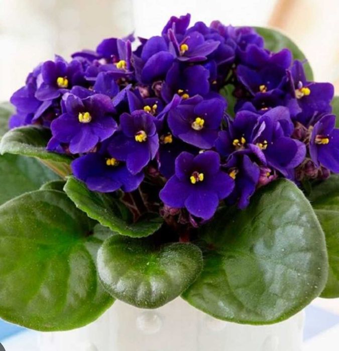 Комнатные расписания