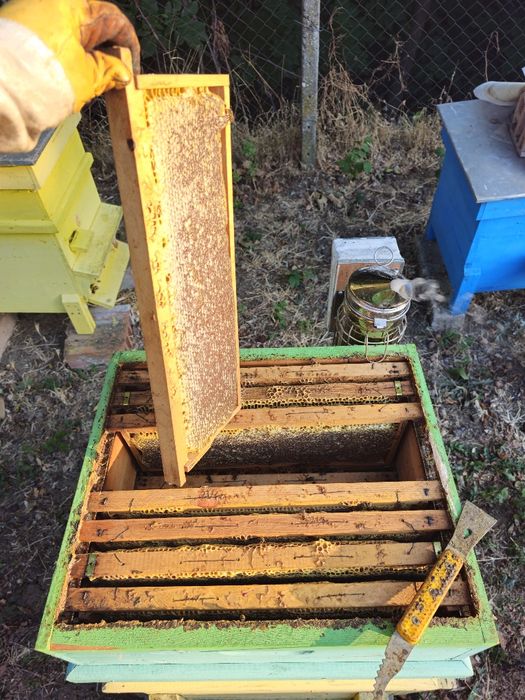 Пчелен Мед , букет ( реколта 2025г.)