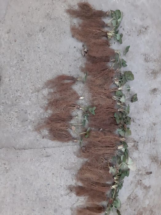 Stoloni capsuni Albion,soiuri anuale,zmeura remontanta