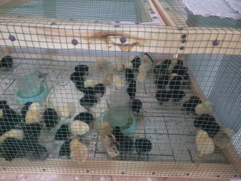 Joja sotiladi 3 kunli brama aralash 90 dona