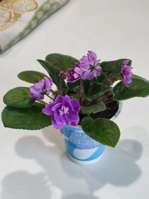 Махровая фиалка.