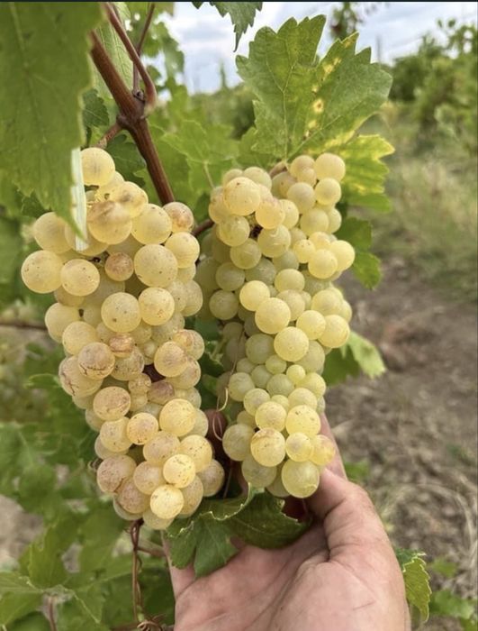 Struguri de vin diferite soiuri