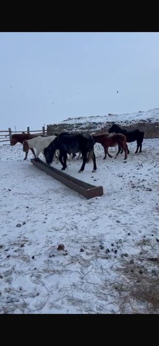Продаю срочно еркек тай