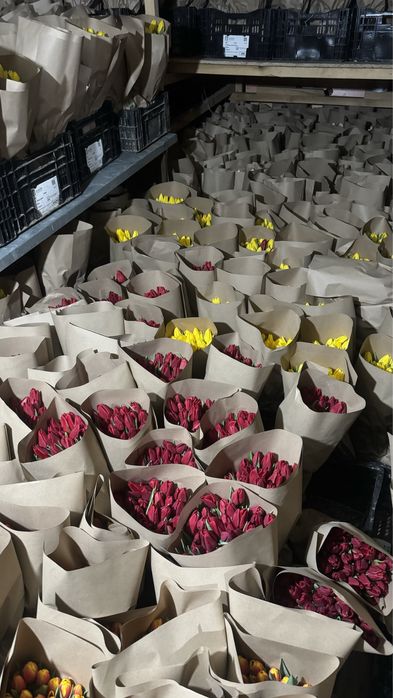 Тюльпаны Шымкент