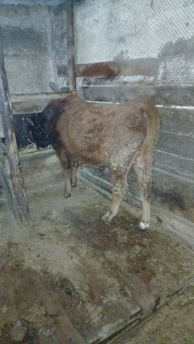 Продам бычок 7 месяц