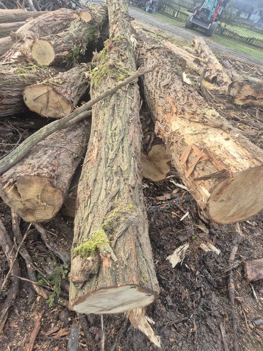 Lemne de foc fag si salcam